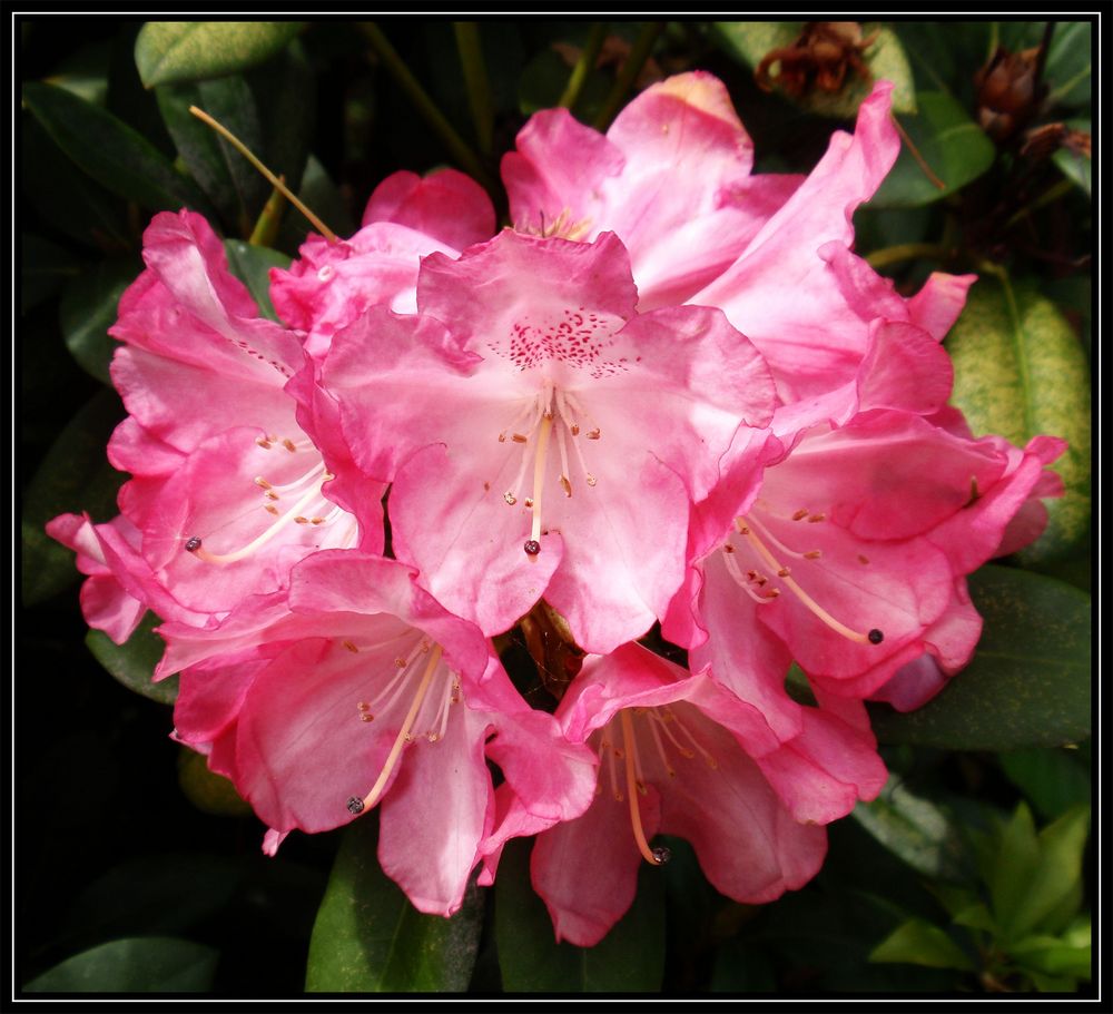 Rhododendronblüte - ein Fest der Farben
