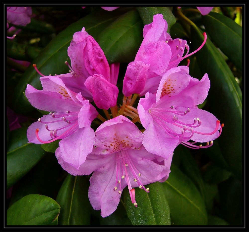 Rhododendronblüte - ein Fest der Farben