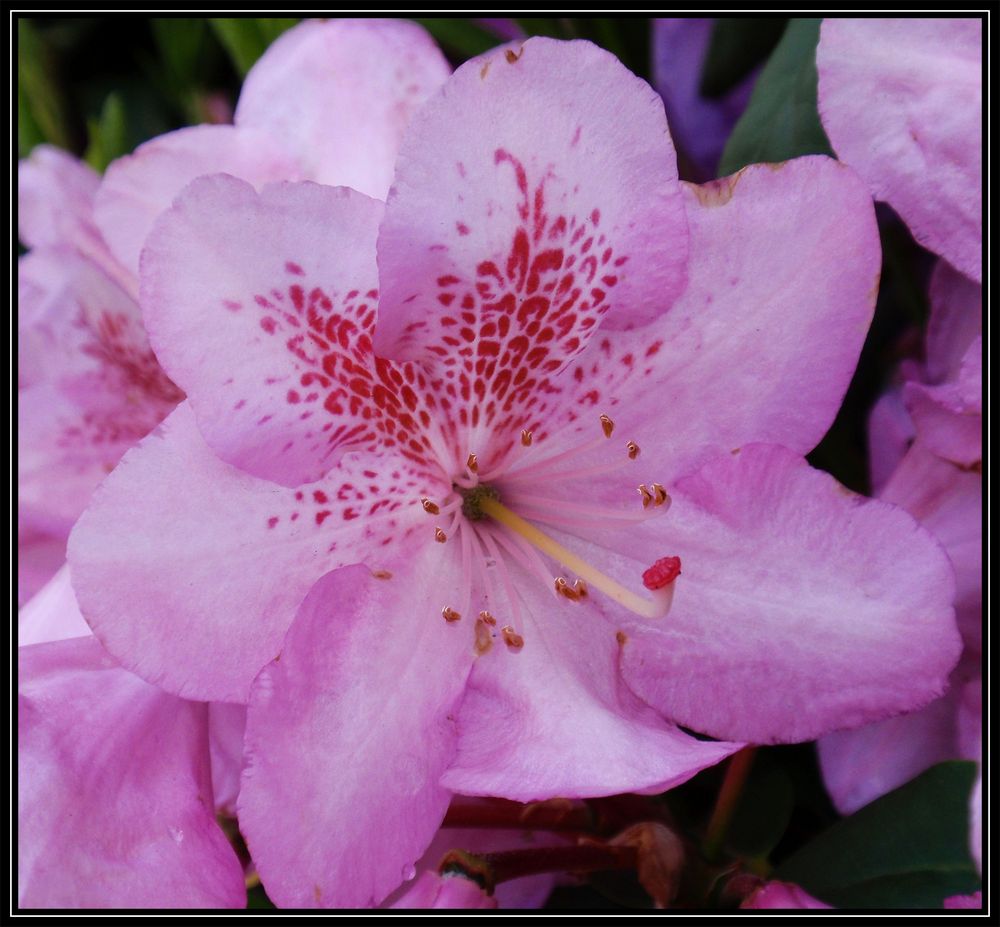 Rhododendronblüte ein Fest der Farben Foto & Bild pflanzen, pilze
