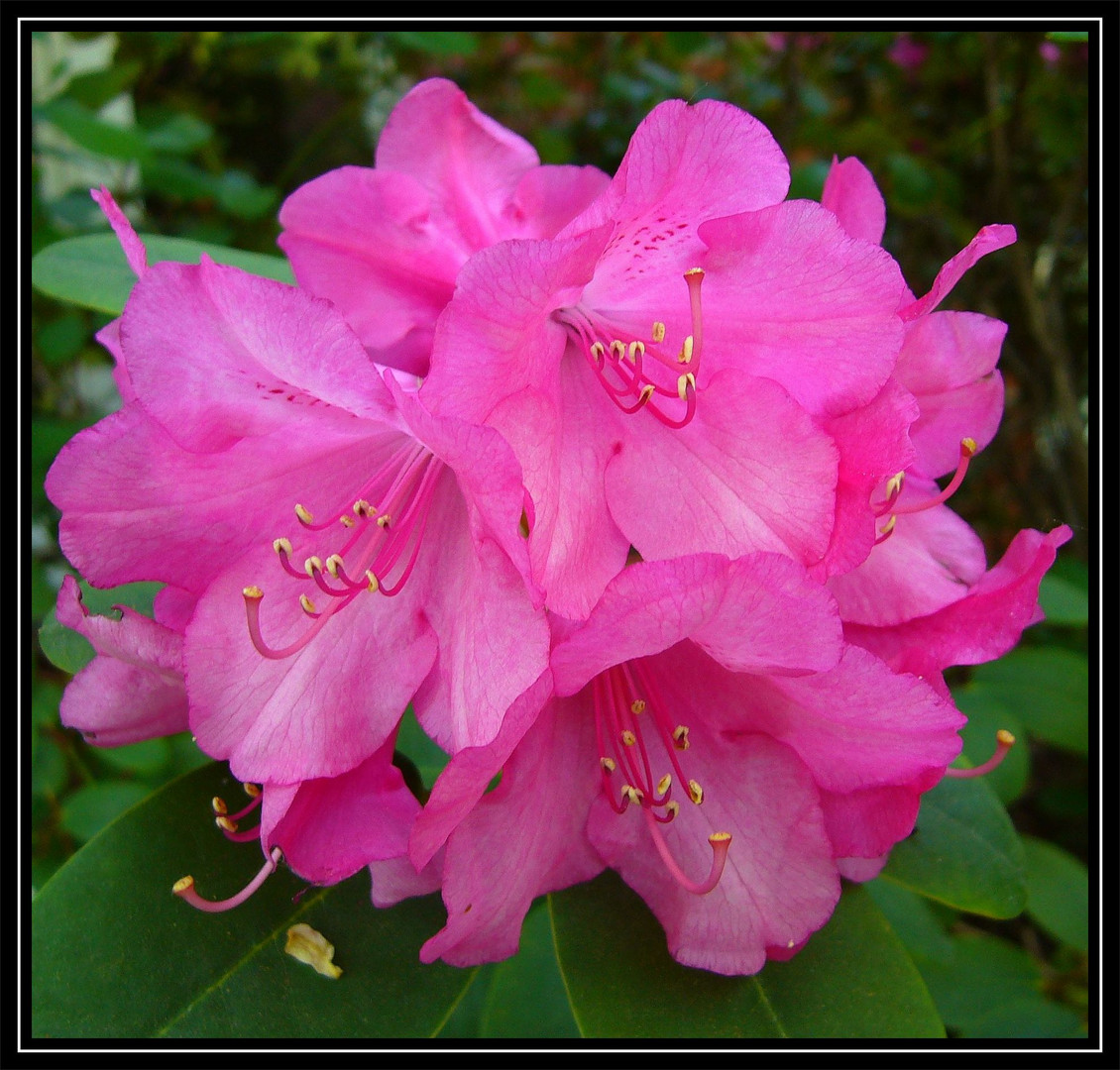 Rhododendronblüte - ein Fest der Farben