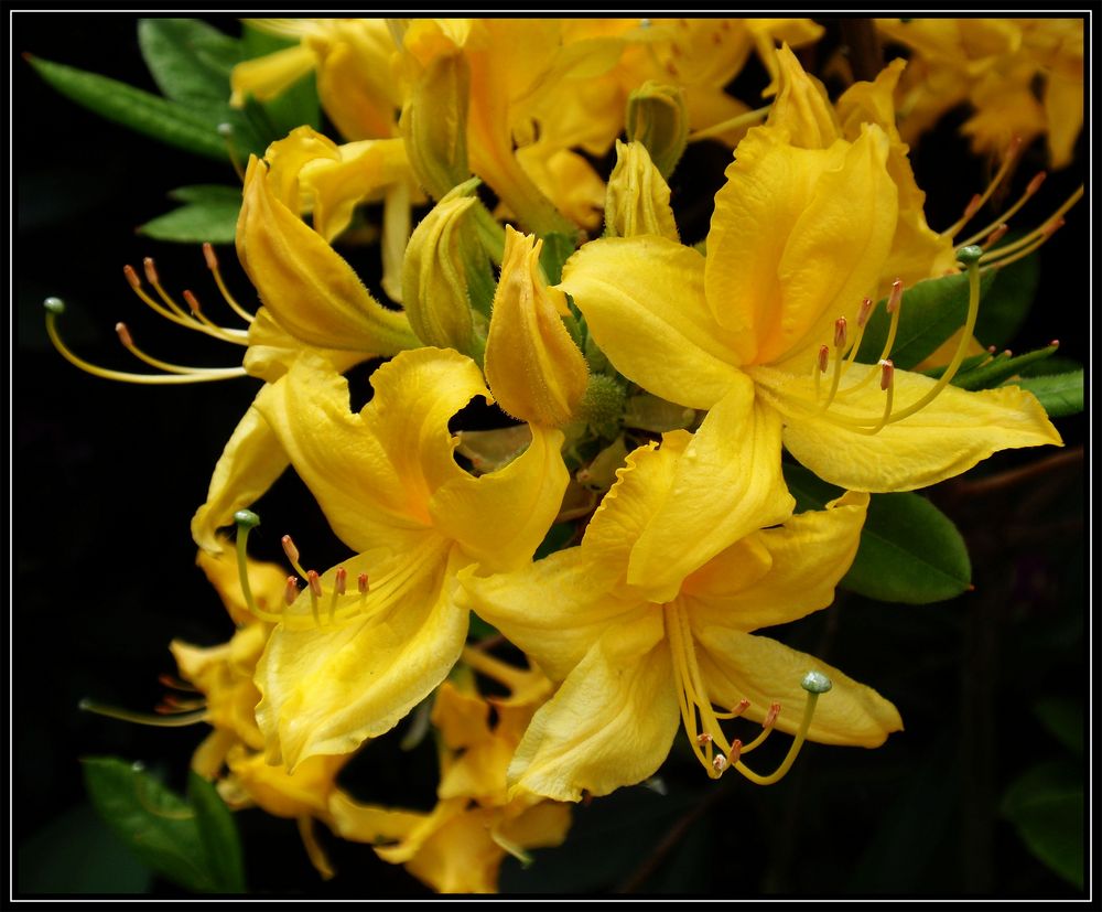 Rhododendronblüte - ein Fest der Farben