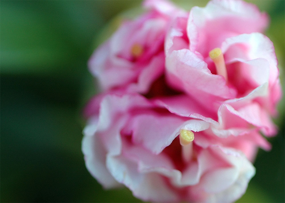 Rhododendronblüte erblickt den Frühling