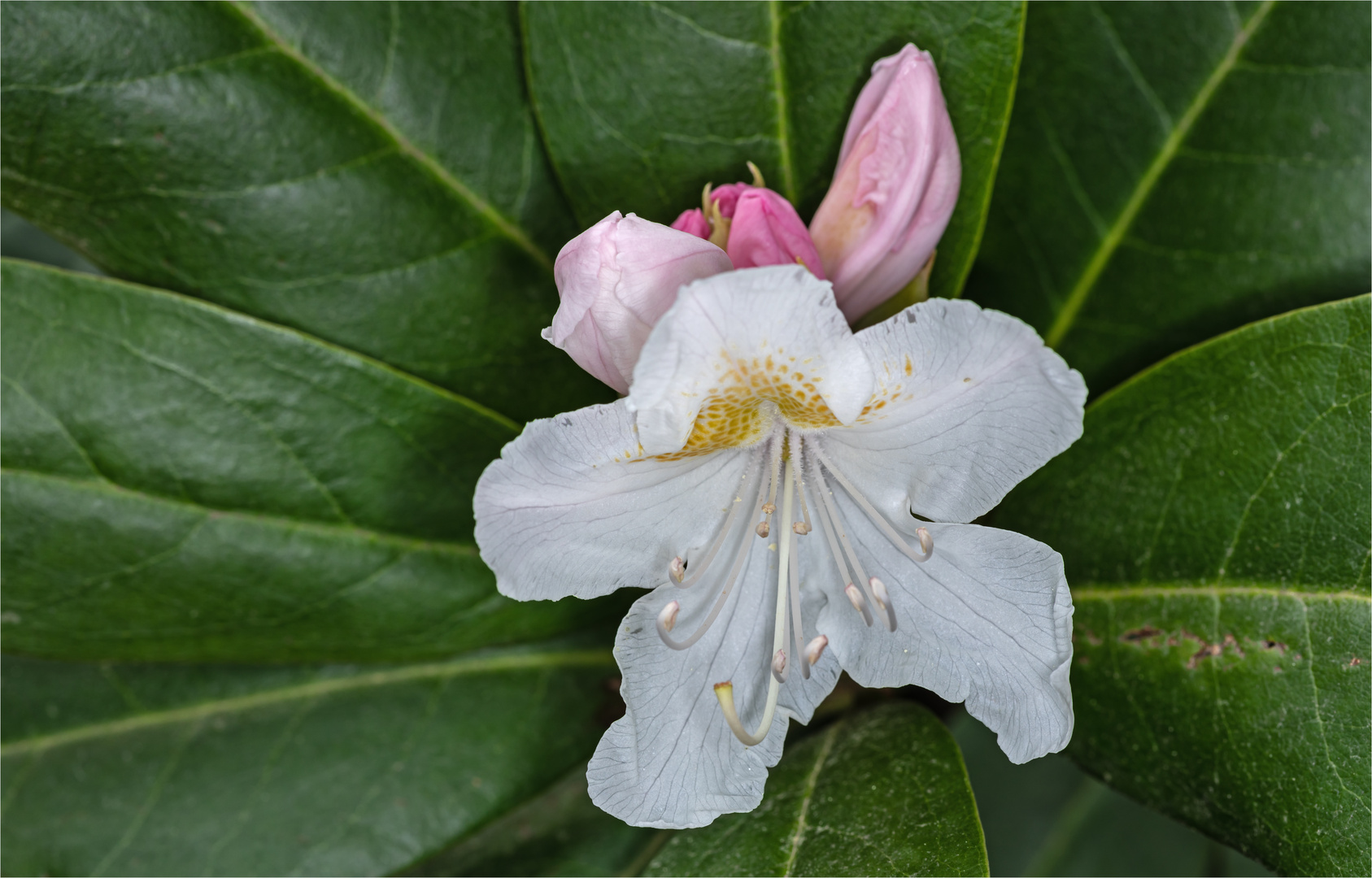 Rhododendronblüte