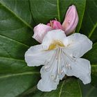 Rhododendronblüte