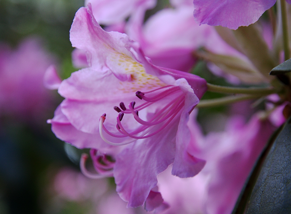 Rhododendronblüte