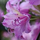 Rhododendronblüte