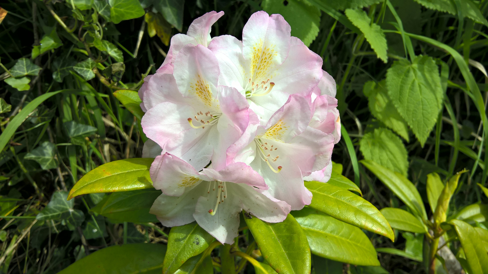 Rhododendronblüte