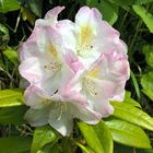 Rhododendronblüte