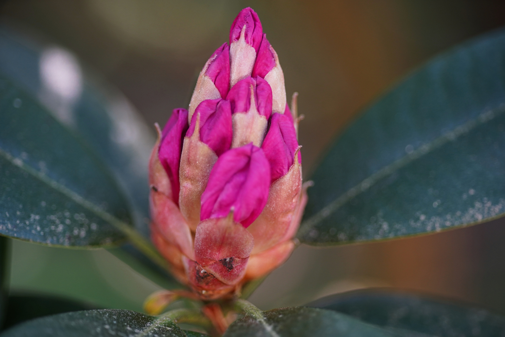 Rhododendronblüte