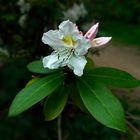 Rhododendronblüte