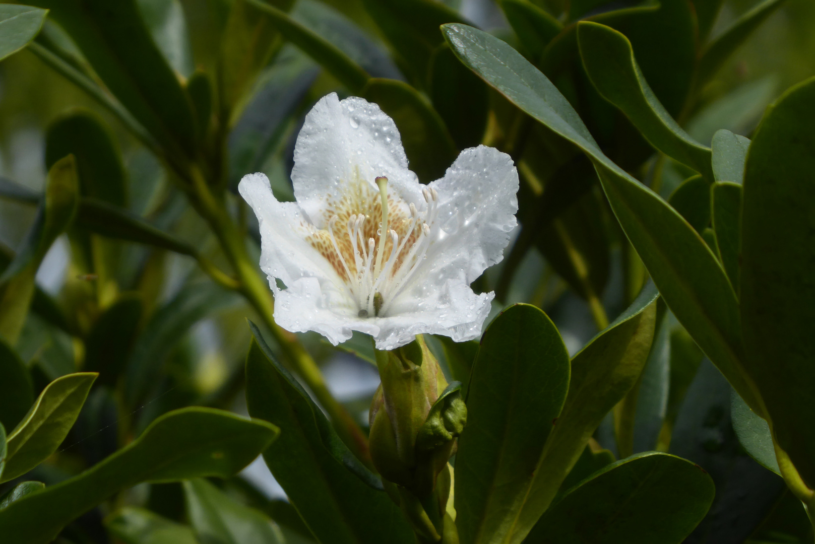 Rhododendronblüte - heute entdeckt