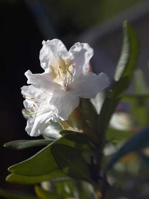 Rhododendronblüte II