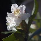 Rhododendronblüte II