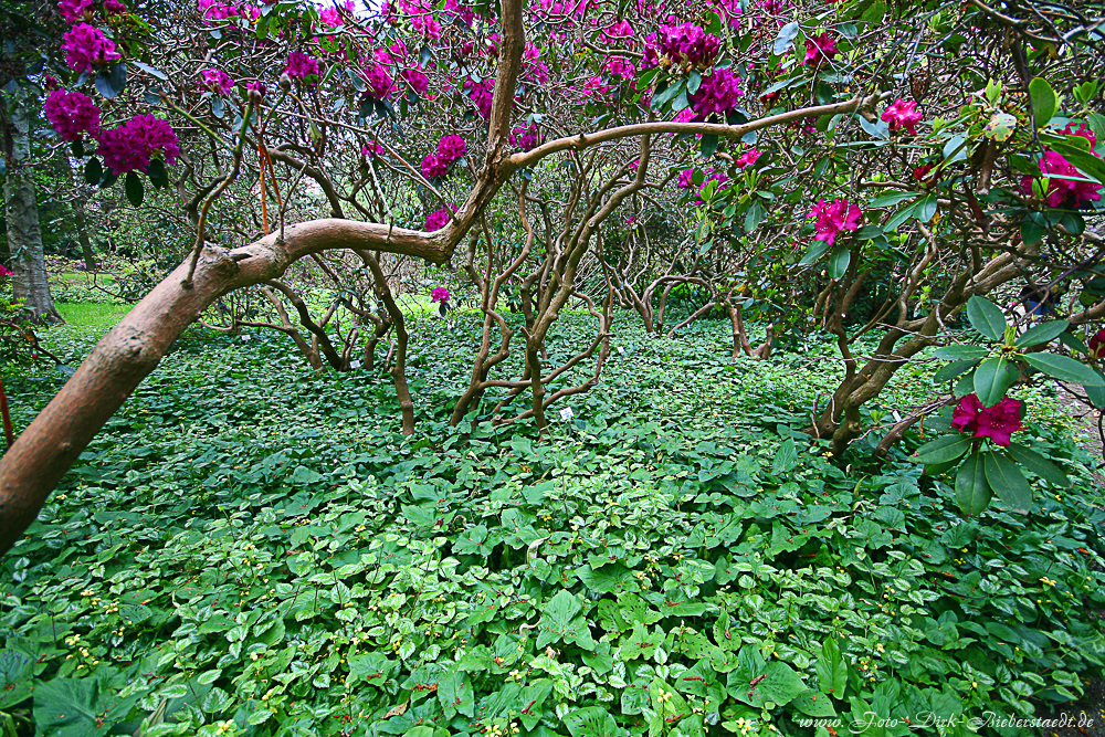 Rhododendronblüte im Arboretum der Hansestadt Greifswald