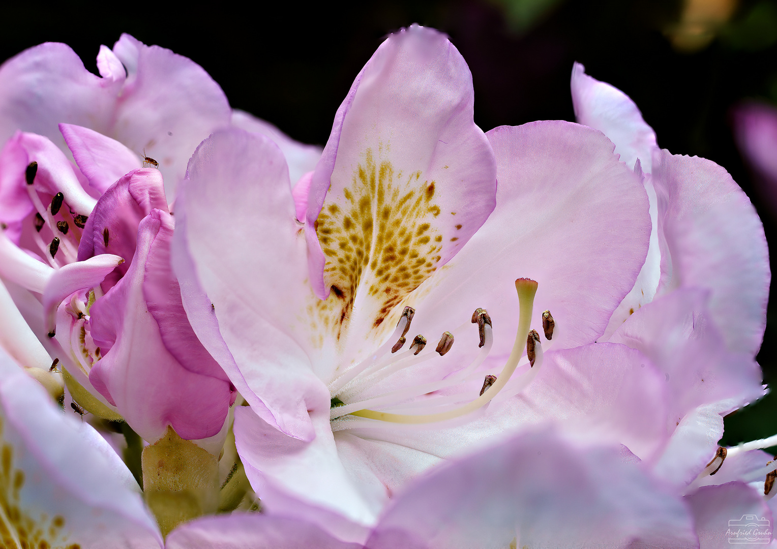 Rhododendronblüte im Garten - Stack aus 35 Bildern