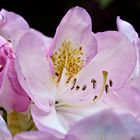 Rhododendronblüte im Garten - Stack aus 35 Bildern