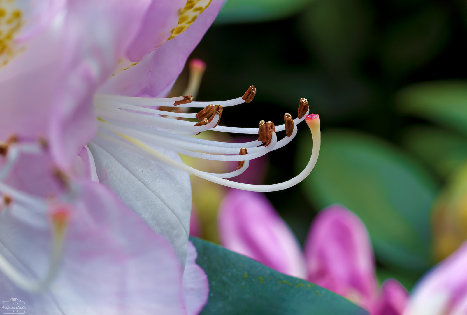 Rhododendronblüte im Garten - Stack aus 35 Bildern