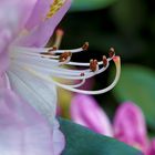 Rhododendronblüte im Garten - Stack aus 35 Bildern