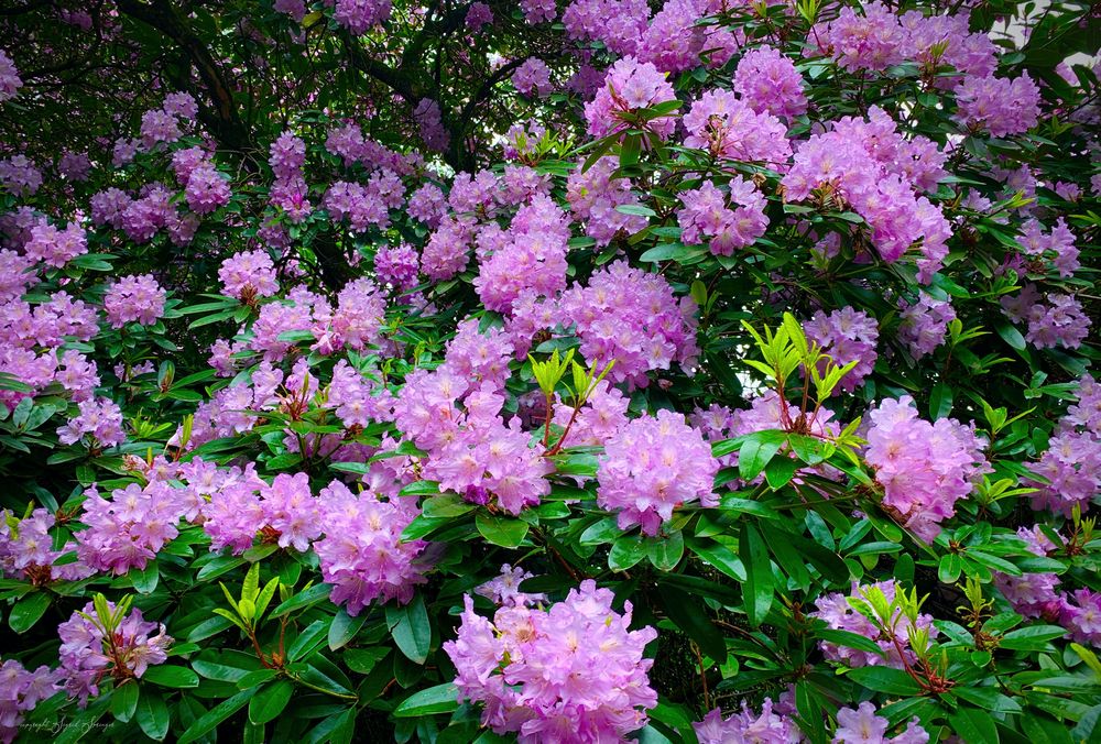 Rhododendronblüte im Heltorfer Park