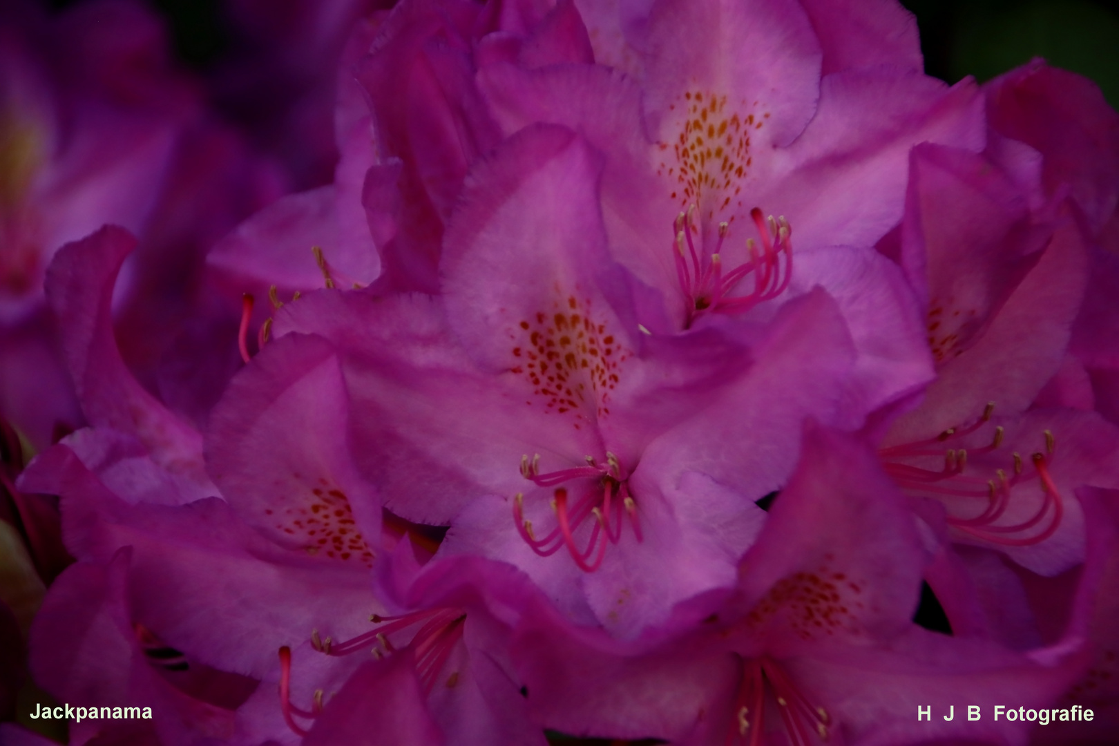 Rhododendronblüte im Klostergarten 2