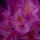 Rhododendronblüte im Klostergarten 2