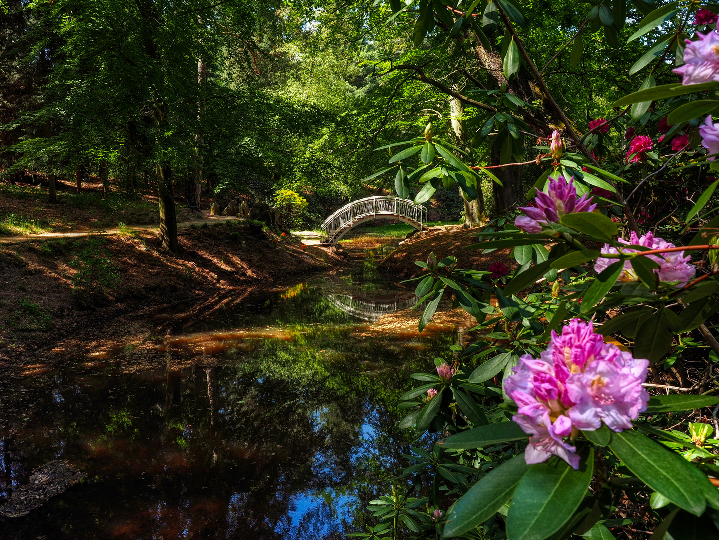 Rhododendronblüte im Kromlauer Park