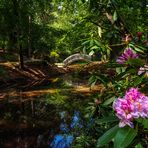 Rhododendronblüte im Kromlauer Park