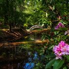 Rhododendronblüte im Kromlauer Park