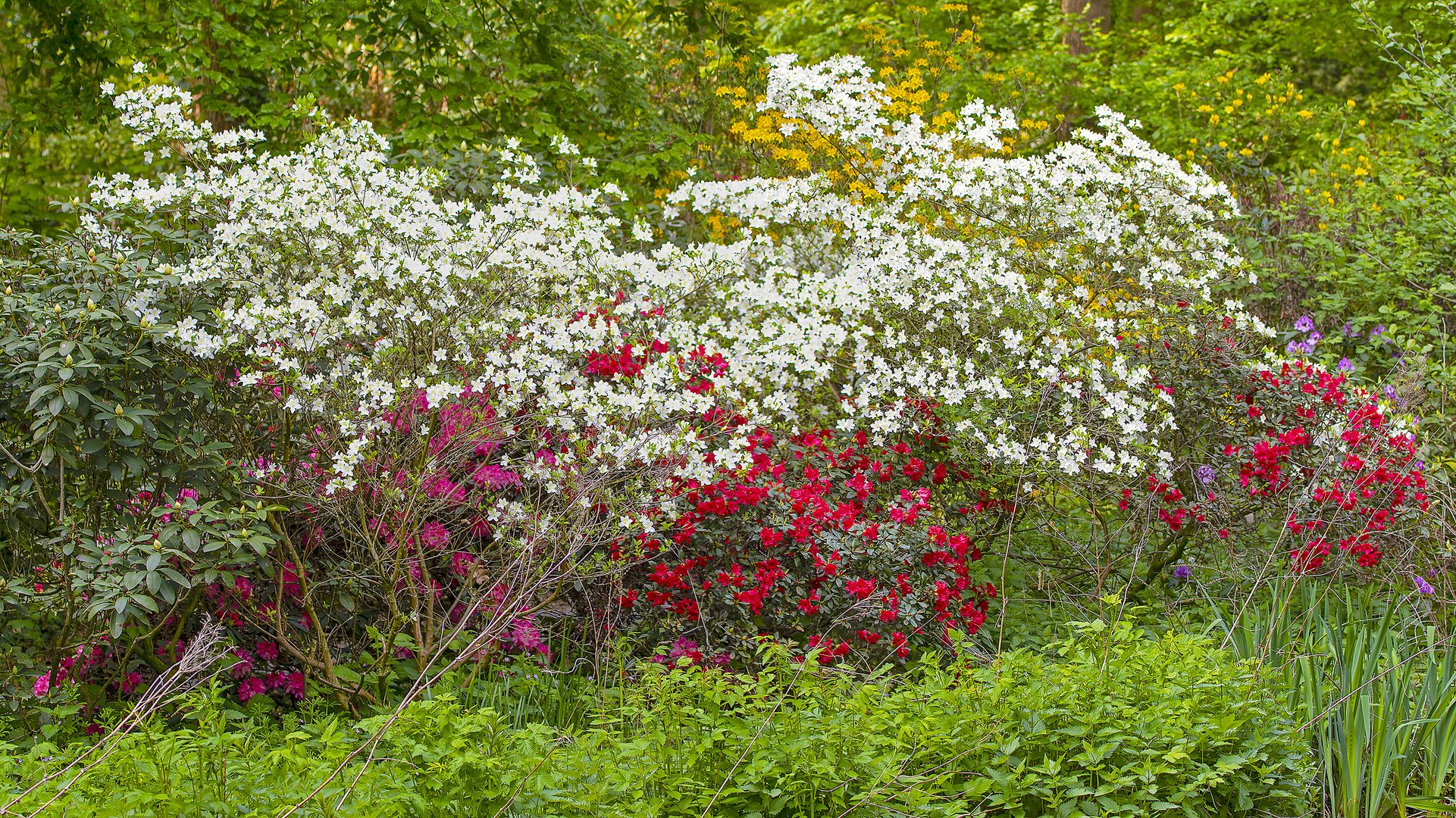 Rhododendronblüte im Kurpark Bad Sassendorf_D4A2032