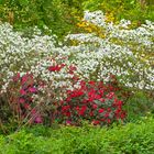 Rhododendronblüte im Kurpark Bad Sassendorf_D4A2032