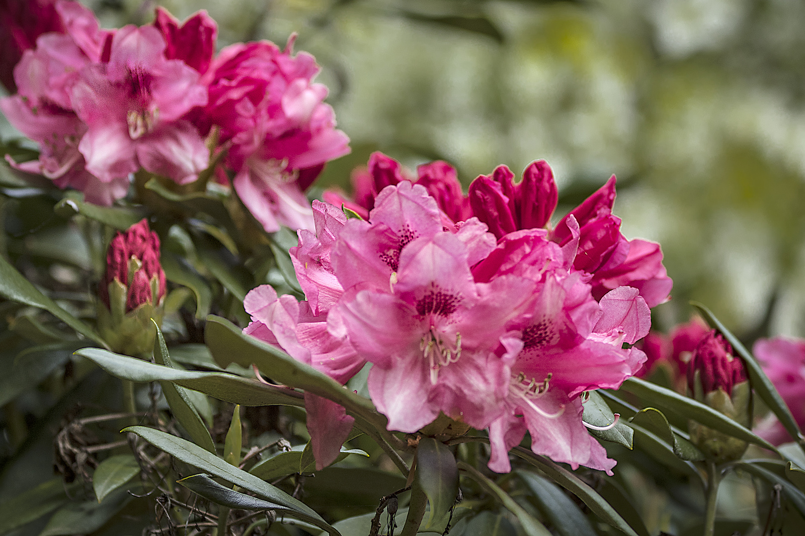 Rhododendronblüte im Kurpark Bad Sassendorf_D4A2034