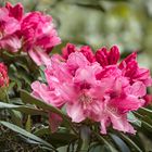 Rhododendronblüte im Kurpark Bad Sassendorf_D4A2034