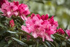 Rhododendronblüte im Kurpark Bad Sassendorf_D4A2034