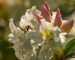 Rhododendronblüte im Kurpark Bad Sassendorf_D4A2035