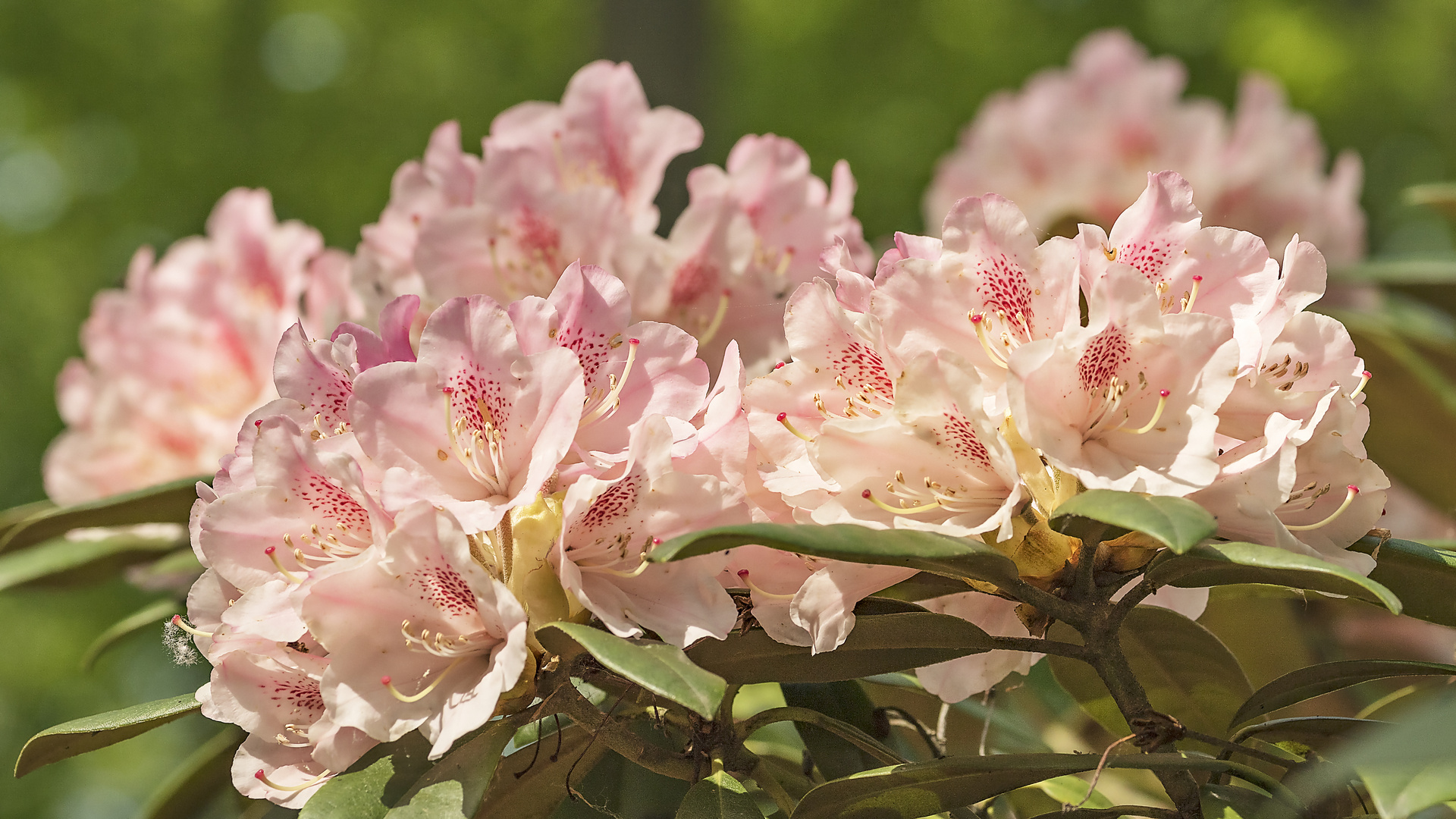 Rhododendronblüte im Kurpark Bad Sassendorf_D4A2038