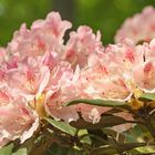 Rhododendronblüte im Kurpark Bad Sassendorf_D4A2038