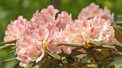 Rhododendronblüte im Kurpark Bad Sassendorf_D4A2038