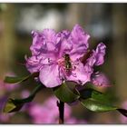 Rhododendronblüte im März