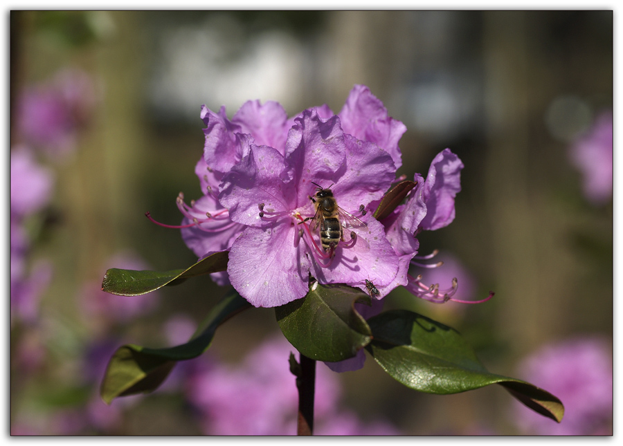 Rhododendronblüte im März