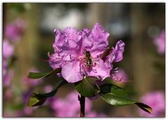 Rhododendronblüte im März