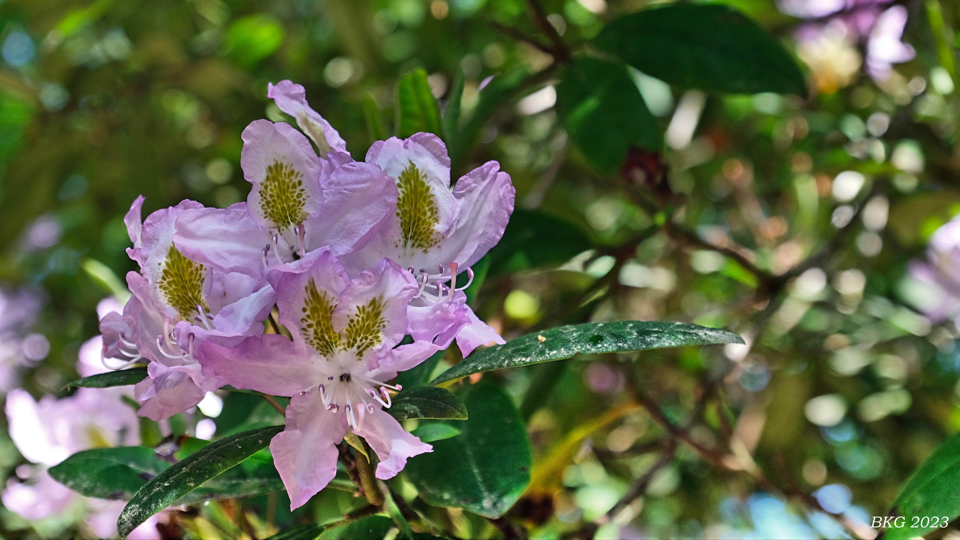 Rhododendronblüte im Mai 