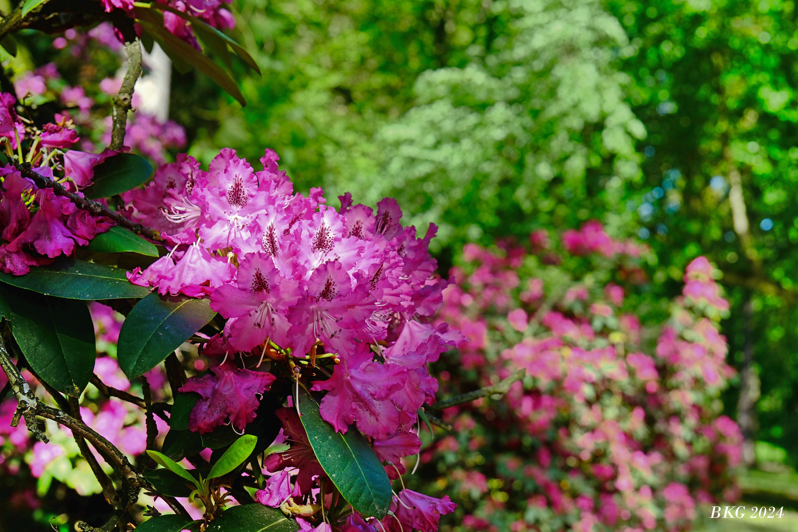 Rhododendronblüte im Park der ehemaligen Heilanstalt Tannefeld 