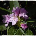 Rhododendronblüte im Park