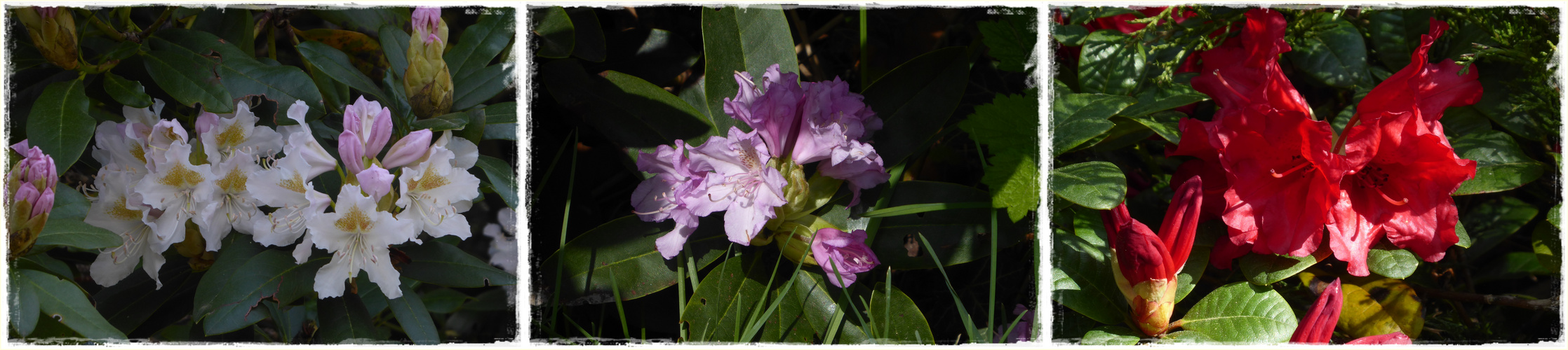 Rhododendronblüte im Park