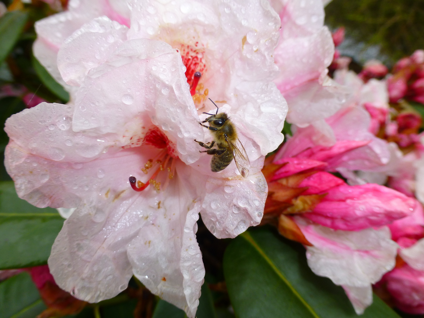 Rhododendronblüte im Regen 