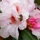 Rhododendronblüte im Regen 