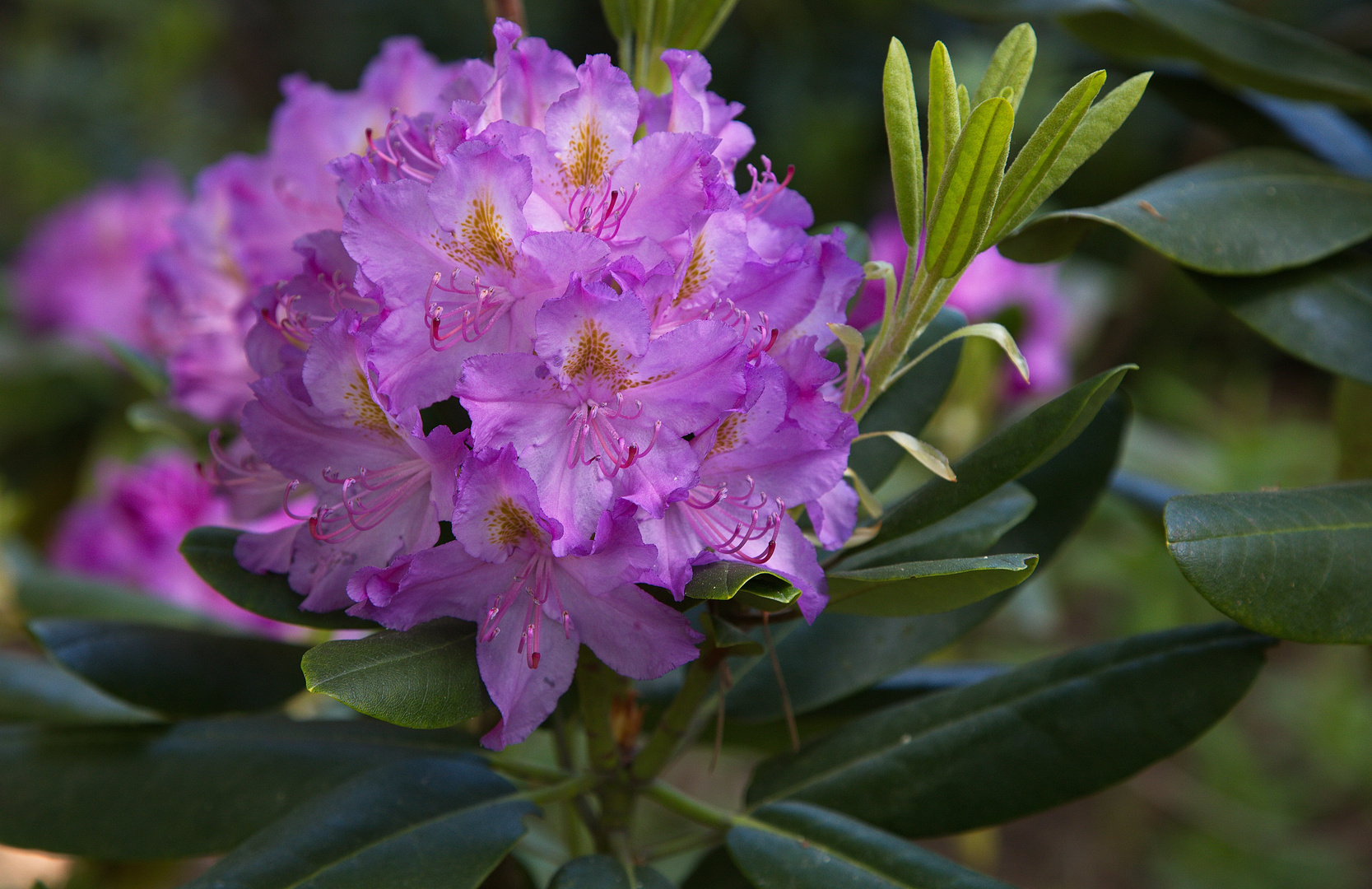 Rhododendronblüte im Rhododendron-Park Kromlau/Lausitz