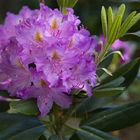 Rhododendronblüte im Rhododendron-Park Kromlau/Lausitz