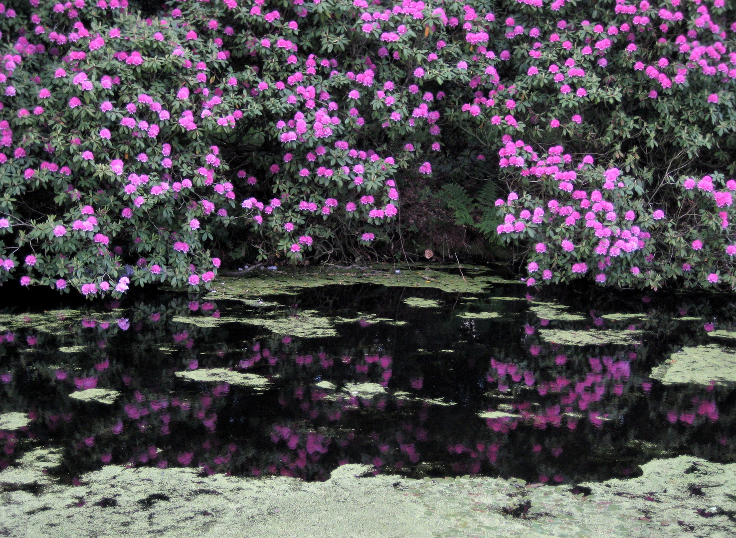 Rhododendronblüte im Schlosspark Lütetsburg