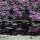 Rhododendronblüte im Schlosspark Lütetsburg